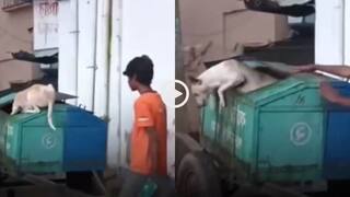 Video: Dogesh भाई के साथ प्रैंक नहीं! शख्स ने कुत्ते को डस्टबिन में धकेला, फिर जो हुआ... देखें वीडियो