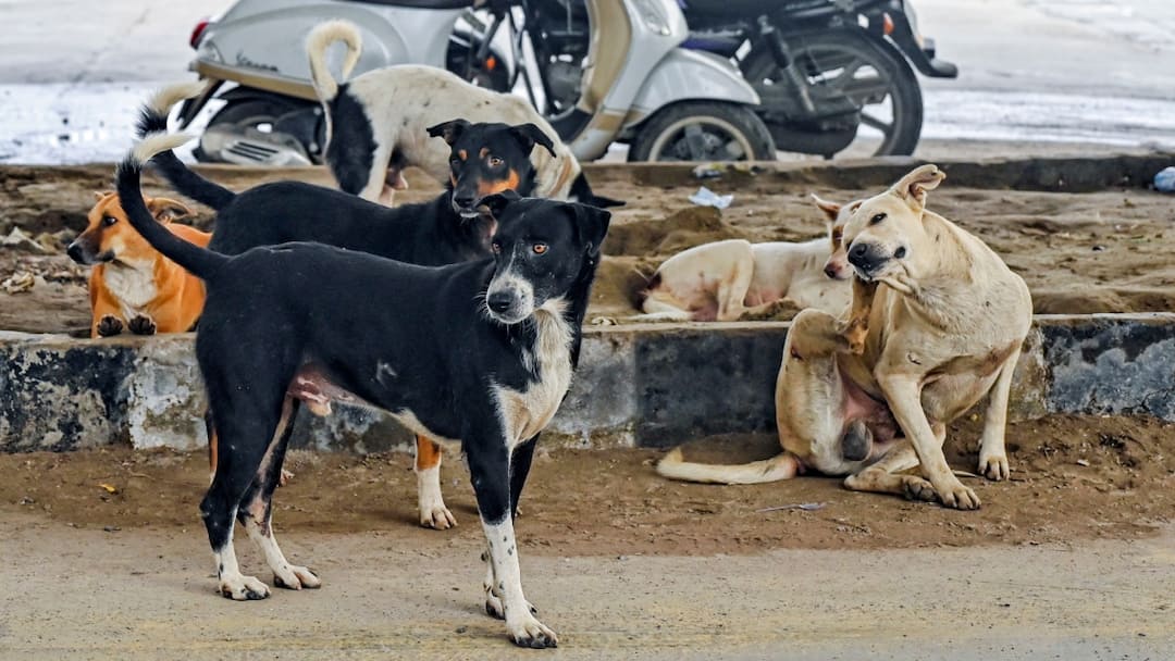 SC Orders Removal Of Stray Dogs From Bus Stands, Schools, Railway Stations