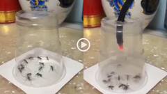 Video: यमराज भी सदमे में हैं! गिलास में बंद कर शख्स ने 14 मच्छरों को दी दर्दनाक मौत, वीडियो वायरल