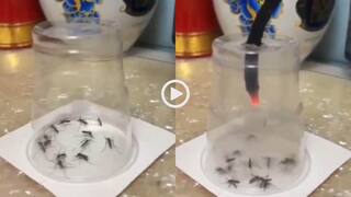 Video: यमराज भी सदमे में हैं! गिलास में बंद कर शख्स ने 14 मच्छरों को दी दर्दनाक मौत, वीडियो वायरल