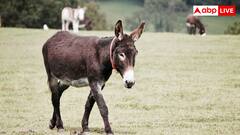 गाय, भैंस, बकरी या ऊंटनी का नहीं इस जानवर का दूध मिलता है सबसे महंगा, कीमत और नाम जानकर चौंक जाएंगे आप