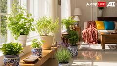 5 Indoor Plants That Naturally Freshen Up Your Living Space