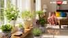 5 Indoor Plants That Naturally Freshen Up Your Living Space