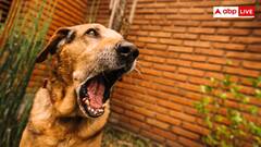 पार्किंग विवाद में शख्स ने पड़ोसियों पर छोड़ा विदेशी कुत्ता! 6 लोगों को काटा- यूजर्स ने पीट लिया सिर