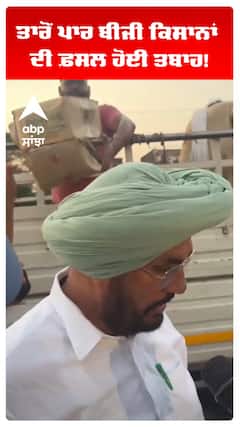 ਤਾਰੋਂ ਪਾਰ ਬੀਜੀ ਕਿਸਾਨਾਂ ਦੀ ਫ਼ਸਲ ਹੋਈ ਤਬਾਹ!