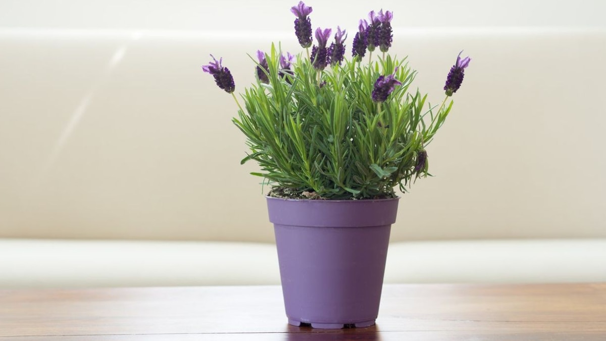 (Image Source: Pinterest/gardenknowhow)