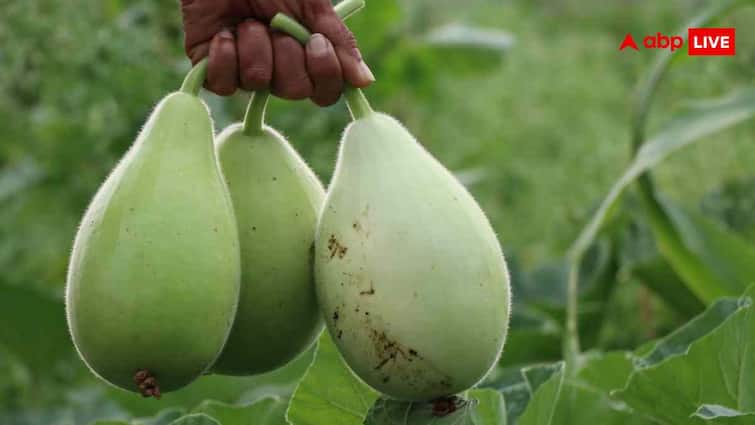 डाइट जर्नी को बनाएं टेस्टी और हेल्दी, ट्राई करें लौकी पकौड़ा रेसिपी