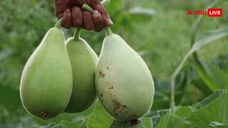 डाइट जर्नी को बनाएं टेस्टी और हेल्दी, ट्राई करें लौकी पकौड़ा रेसिपी