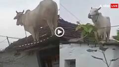 Video: क्या सांड बनेगा रे तू! पीछे पड़े कुत्ते तो छत पर चढ़ा बैल, वीडियो देख छूट जाएगी हंसी!