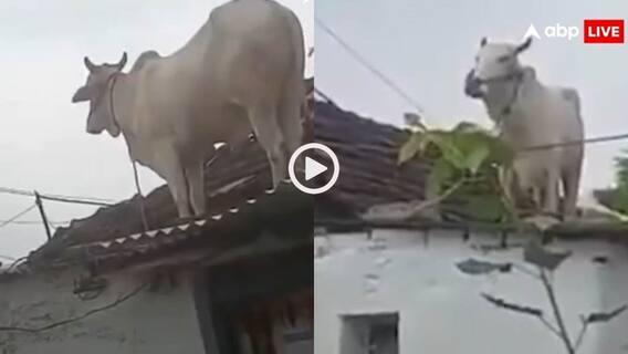 Video: क्या सांड बनेगा रे तू! पीछे पड़े कुत्ते तो छत पर चढ़ा बैल, वीडियो देख छूट जाएगी हंसी!