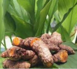 ਹਲਦੀ ਨਾਲ-ਨਾਲ ਇਸ ਦੇ ਪੱਤੇ ਵੀ ਹਨ ਬੇਹੱਦ ਗੁਣਕਾਰੀ, ਇਸ ਤਰ੍ਹਾਂ ਕਰੋ ਵਰਤੋਂ