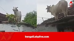 পথকুকুরের তাড়া খেয়ে আতঙ্কিত, লাফিয়ে সটান বাড়ির ছাদে উঠে গেল ষাঁড়, ভিডিও ভাইরাল