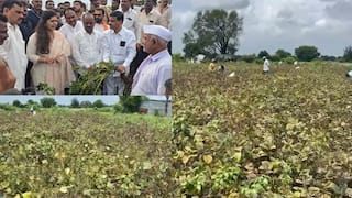 Pankaja Munde Jalna: जालन्यात अतिवृष्टीने पीकं आडवी, पंकजा मुंडे शेतकऱ्यांच्या बांधावर, म्हणाल्या...