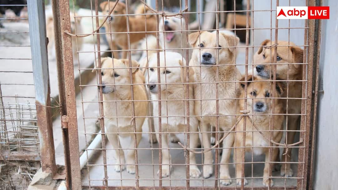Life Imprisonment for Stray Dogs: యూపీలో అంతే .. మనుషుల్ని రెండు సార్లు కరిచిన కుక్కకు జీవిత ఖైదు ! UP Govt Announces Life Imprisonment for Stray Dogs Who Bite Humans Twice 10 Days Jail for One Bite Life Imprisonment for Stray Dogs: యూపీలో అంతే .. మనుషుల్ని రెండు సార్లు కరిచిన కుక్కకు జీవిత ఖైదు !