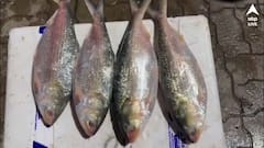 পেট্রাপোল বন্দর দিয়ে আরও ৫ ট্রাক ইলিশ ঢুকল ভারতে, বন্ধুত্বের বার্তা বাংলাদেশের