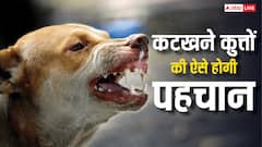 कुत्तों को उम्रकैद की सजा देगा यह राज्य, जानें कैसे होगी काटने वाले कुत्तों की पहचान