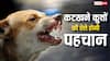 Stray Dogs Punishment: कुत्तों को उम्रकैद की सजा देगा यह राज्य, जानें कैसे होगी काटने वाले कुत्तों की पहचान