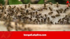 বোলতার কামড়ে বেঘোরে মৃত্যু ভাই-বোনের, একজনকে ৩০০, অন্যজনকে হুল ফোটাল ৭০০ বার, কাঠগড়ায় কৃষক