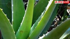 Aloe Vera Juice For Digestion: खाने या लगाने से पहले क्या आप भी नहीं हटातीं एलोवेरा टॉक्सिन, जानें यह कितना करती है नुकसान?