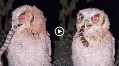 Video: जिंदा सांप को खा गया उल्लू, शर्त लगा लो, आखिरी दो सेकंड का वीडियो नहीं देख पाएंगे आप!