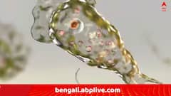 নাকের মাধ্যমে যায় মস্তিষ্কে, ব্রেন করে অকেজো, কেরলে মৃত ১৯ , রাজ্যেও অ্যামিবা আক্রান্তের হদিশ !
