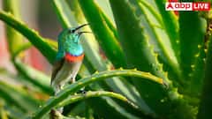 Aloe Vera Juice For Digestion: खाने या लगाने से पहले क्या आप भी नहीं हटातीं एलोवेरा टॉक्सिन, जानें यह कितना करती है नुकसान?