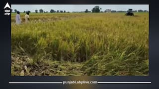 Punjab News: ਪੰਜਾਬ ਦੇ ਕਿਸਾਨਾਂ ਨੂੰ ਵੱਡਾ ਝਟਕਾ! ਹੁਣ ਝੋਨੇ ਦੀ ਫਸਲ ’ਤੇ ‘ਚੀਨੀ ਵਾਇਰਸ’ ਦਾ ਹਮਲਾ, ਮੁਆਇਨਾ ਕਰਨ ਲਈ ਖੇਤਾਂ 'ਚ ਪਹੁੰਚੇ ਅਧਿਕਾਰੀ