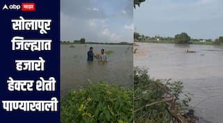 अतिवृष्टीचा दणका, बळीराजाला फटका! पिकात छातीएवढं पाणी, सोलापूर जिल्ह्यातील हजारो हेक्टक शेती पाण्याखाली 