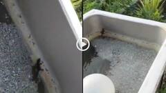 Video: 'इससे अच्छा नाले का पानी पी लो', आप भी पेट्रोल पंप मिटाते हैं अपनी प्यास? आखें खोल देगा ये वीडियो