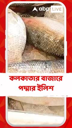 পুজোর আগে সুখবর, কলকাতার বাজারে এসে গেল বহু প্রতীক্ষিত পদ্মার ইলিশ