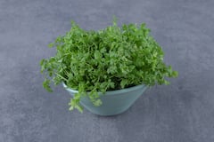 ये है किचन गार्डन में धनिया उगाने का सबसे आसान तरीका, फ्री में मिलेंगे ताजा पत्ते