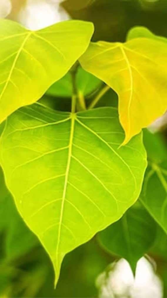 पिंपळाच्या झाडाला गोड पाणी अर्पण केल्यानं काय होतं?