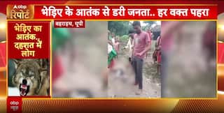 Breaking: Wolf Terror Grips Bahraich As Cattle Killed, Fire Rips Through Bilaspur Market