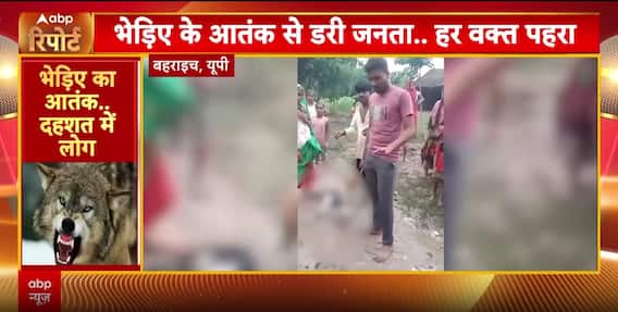 Breaking: Wolf Terror Grips Bahraich As Cattle Killed, Fire Rips Through Bilaspur Market