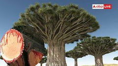 इस पेड़ को काटते ही छूटते हैं खून के फव्वारे, जानें क्या है इसका रहस्य?