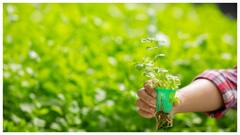 అక్టోబర్‌లోనే ఆంధ్రప్రదేశ్‌ రైతుల ఖాతాల్లో అన్నదాత సుఖీభవ నిధులు! ముందే వస్తున్న దీపావళి పండుగ!