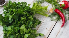 ये है किचन गार्डन में धनिया उगाने का सबसे आसान तरीका, फ्री में मिलेंगे ताजा पत्ते