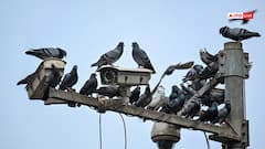 मुंबई में कबूतरखाने को लेकर फिर विवाद, संस्था ने दी BMC को चेतावनी, 'मटन सेंटर शुरू करेंगे'