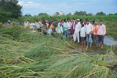 माढा तालुक्यात पुराचा शेती पिकांना मोठा फटका, आमदार अभिजीत पाटील शेतकऱ्यांच्या बांधावर, पंचनामे करण्याचे निर्देश