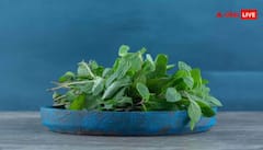 Tulsi Leaves for Health: તુલસીનું એક પાન 100 બીમારીઓની દવા, જાણો તેના ચમત્કારી ફાયદા 