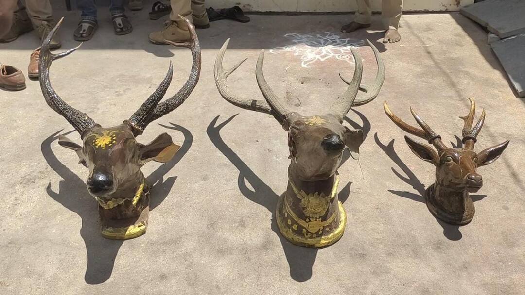 'வீட்டில் மூன்று ஜோடி மான் கொம்புகள்’ உள்ளே வந்த வனத்துறை - நடந்தது இதுதான்..!