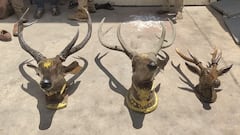 'வீட்டில் மூன்று ஜோடி மான் கொம்புகள்’ உள்ளே வந்த வனத்துறை - நடந்தது இதுதான்..!