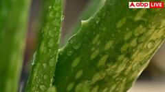 Aloe Vera Juice For Digestion: खाने या लगाने से पहले क्या आप भी नहीं हटातीं एलोवेरा टॉक्सिन, जानें यह कितना करती है नुकसान?