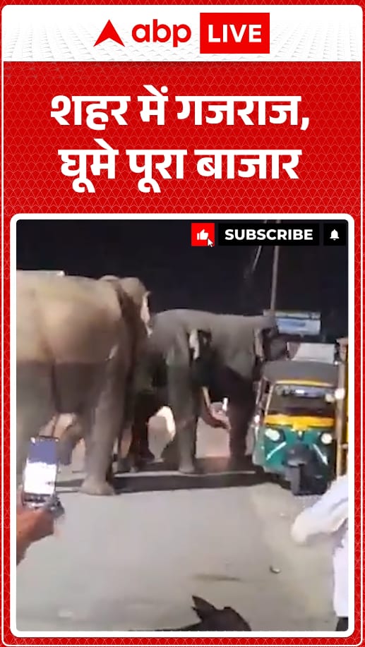 Elephant Strolls Through City, Causing a Stir as It Tours the Entire Market in Grand Display