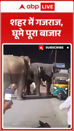 Elephant Strolls Through City, Causing a Stir as It Tours the Entire Market in Grand Display
