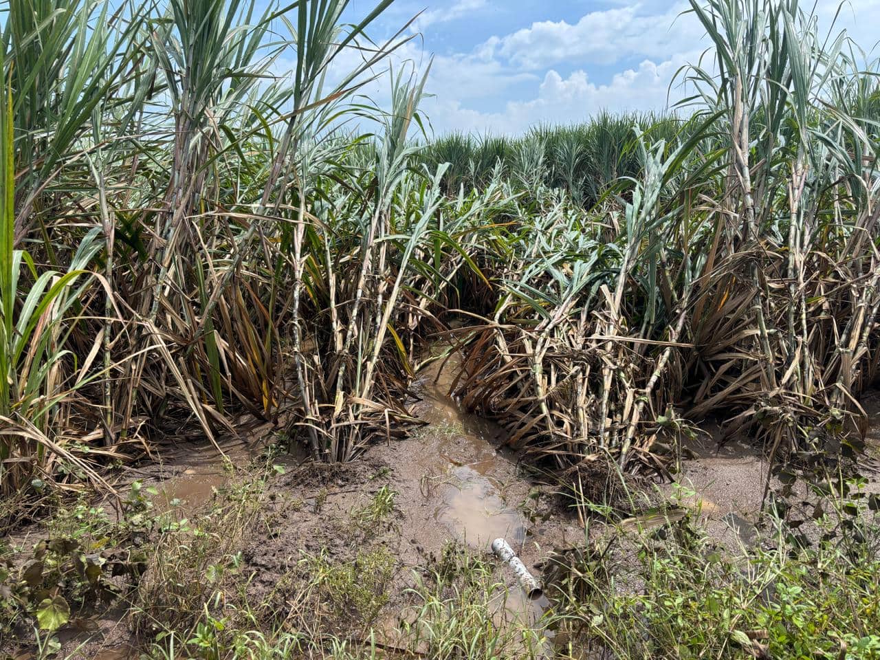 हाता तोंडाशी आलेला घास पुरानं हिसकावला, ऊसासह केळी जमिनदोस्त, शेतकऱ्याचं 25 लाख रुपयांचं नुकसान  