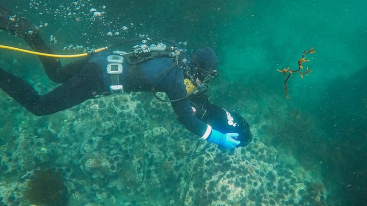 स्कूबा डाइविंग की गहराई डाइवर के ट्रेनिंग और सर्टिफिकेशन पर निर्भर करती है. शुरुआती स्तर पर PADI स्कूबा डाइवर्स केवल 12 मीटर यानी 40 फीट तक जा सकते हैं, जबकि PADI ओपन वॉटर डाइवर्स 18 मीटर (60 फीट) तक डाइविंग कर सकते हैं.