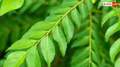 Curry Leaves Benefits:ખાલી પેટ મીઠા લીમડાના પાન ખાવાના 7 અદભૂત ફાયદા, આ રોગમાં અકસીર