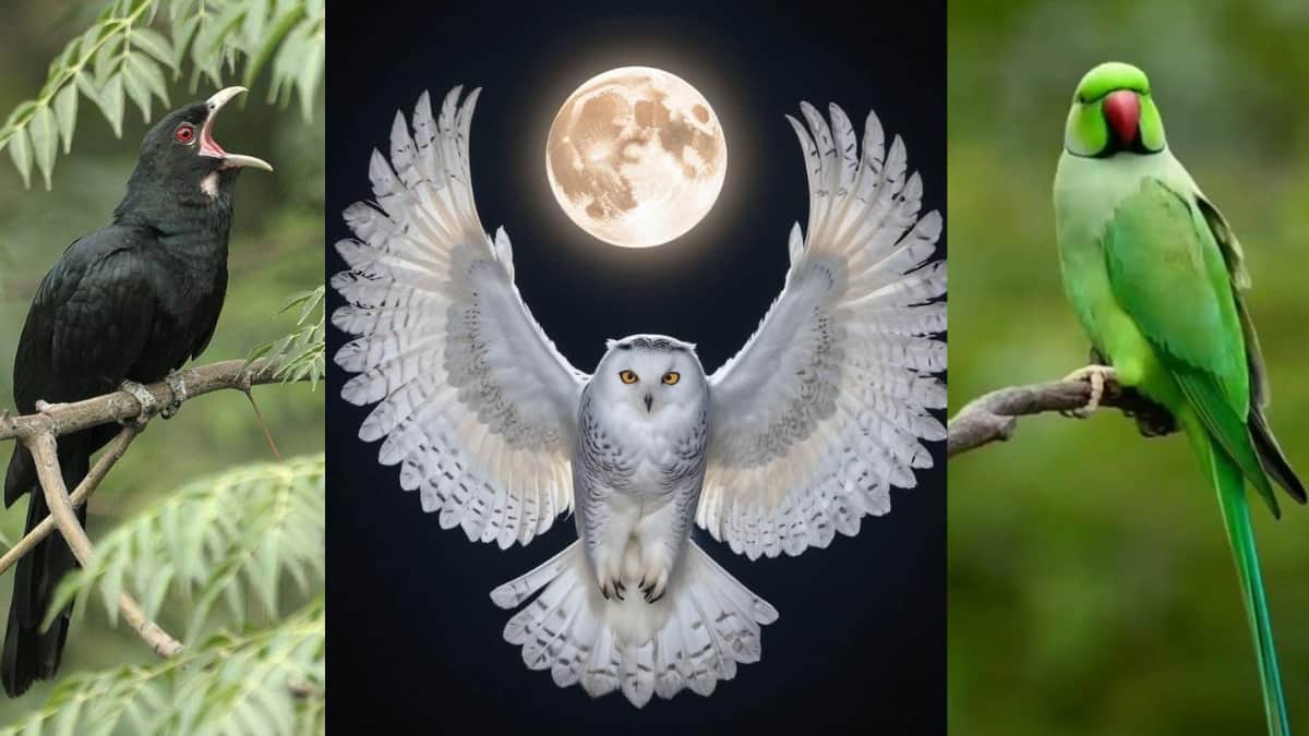 గుడ్లగూబ వస్తే మరణం, కాకి అరిస్తే చుట్టాలొస్తారు, కొంగ ఓ కాలిపై నిల్చుంటే వర్షం! పక్షుల గురించి 10 నమ్మకాలు!