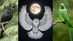 గుడ్లగూబ వస్తే మరణం, కాకి అరిస్తే చుట్టాలొస్తారు, కొంగ ఓ కాలిపై నిల్చుంటే వర్షం! పక్షుల గురించి 10 నమ్మకాలు!